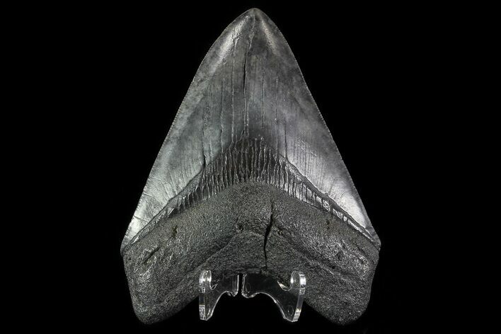 Fossil Megalodon Tooth - South Carolina #81401